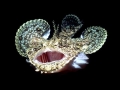 Anglerfish