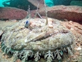 Anglerfish
