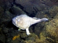 Anglerfish