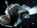 Anglerfish