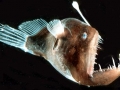 Anglerfish