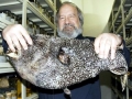Anglerfish