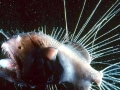 Anglerfish