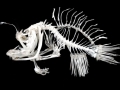 Anglerfish