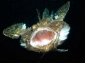 Anglerfish