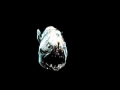 Anglerfish