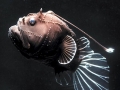 Anglerfish
