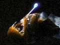 Anglerfish