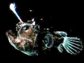 Anglerfish