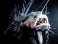 Anglerfish