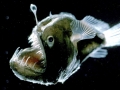 Anglerfish