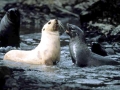 Antarctic Fur Seal