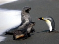 Antarctic Fur Seal