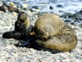 Antarctic Fur Seal