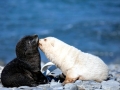 Antarctic Fur Seal
