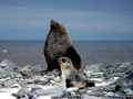 Antarctic Fur Seal