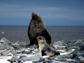 Antarctic Fur Seal