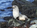 Antarctic Fur Seal