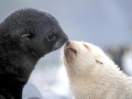 Antarctic Fur Seal
