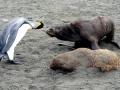 Antarctic Fur Seal