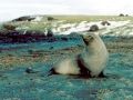 Antarctic Fur Seal
