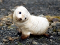 Antarctic Fur Seal