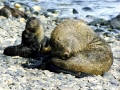 Antarctic Fur Seal