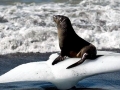 Antarctic Fur Seal