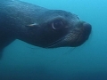 Antarctic Fur Seal