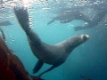 Antarctic Fur Seal