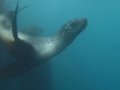 Antarctic Fur Seal