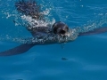 Antarctic Fur Seal