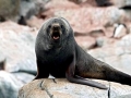 Antarctic Fur Seal