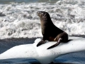Antarctic Fur Seal