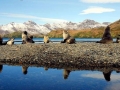 Antarctic Fur Seal