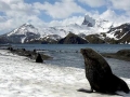 Antarctic Fur Seal