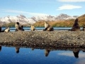 Antarctic Fur Seal