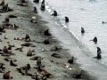 Antarctic Fur Seal