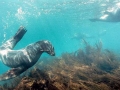 Antarctic Fur Seal