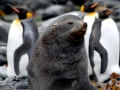 Antarctic Fur Seal