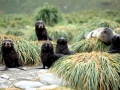 Antarctic Fur Seal