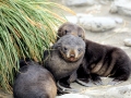 Antarctic Fur Seal