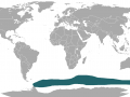 Antarctic Fur Seal
