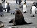 Antarctic Fur Seal