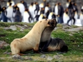 Antarctic Fur Seal