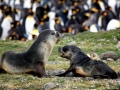 Antarctic Fur Seal