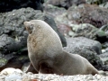Antarctic Fur Seal