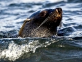 Antarctic Fur Seal