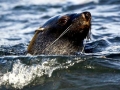 Antarctic Fur Seal