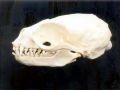 Antarctic Fur Seal